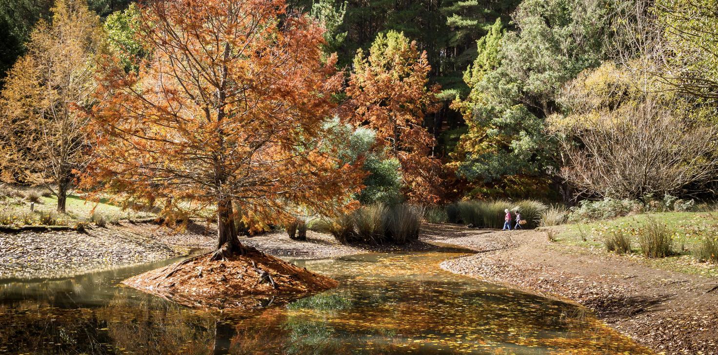 Golden Valley Tree Park